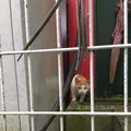田むら銀かつ亭の写真_169291