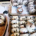 共楽園・林檎の樹の写真_169400