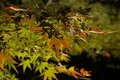 徳川園の写真_169520