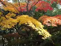 紅葉渓庭園の写真_16954