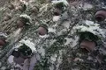 奇跡の星の植物館の写真_169573