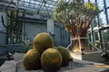 奇跡の星の植物館の写真_169574