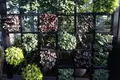 奇跡の星の植物館の写真_169584