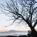 前原の一本桜の写真_170039