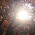 室生寺の写真_170207