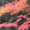 室生寺の写真_170217