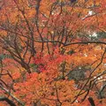 室生寺の写真_170221