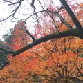 室生寺の写真_170224