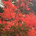 室生寺の写真_170226