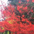室生寺の写真_170227