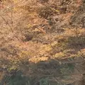 室生寺の写真_170241
