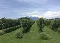 小牧ヴィンヤードの写真_170335