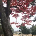 奈良公園の写真_170421