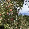 共楽園・林檎の樹の写真_170628
