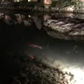 青蓮院門跡の写真_171025