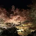 青蓮院門跡の写真_171030