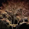 青蓮院門跡の写真_171031