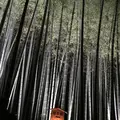 青蓮院門跡の写真_171032
