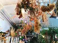 Cotoha（コトハ）の写真_171175