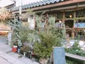 Cotoha（コトハ）の写真_171176