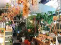 Cotoha（コトハ）の写真_171177