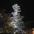 なばなの里の写真_171225