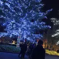 なばなの里の写真_171229