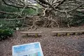 アコウの木の写真_171692