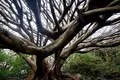 アコウの木の写真_171693