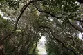 室戸岬の写真_171696