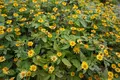北川村「モネの庭」マルモッタンの写真_171709
