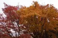 北川村「モネの庭」マルモッタンの写真_171715