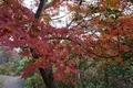 北川村「モネの庭」マルモッタンの写真_171719