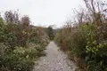 北川村「モネの庭」マルモッタンの写真_171727