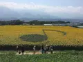 明野のひまわり畑の写真_171938