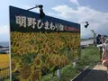 明野のひまわり畑の写真_171939