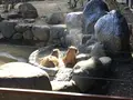 とべ動物園の写真_174051