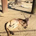 とべ動物園の写真_174052