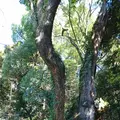 來宮神社の写真_174074