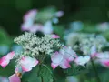 二宮せせらぎ公園の写真_174095
