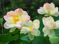 二宮せせらぎ公園の写真_174099