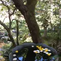 法然院の写真_174206
