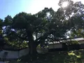 青蓮院門跡の写真_174209