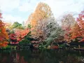 上尾丸山公園の写真_17463