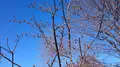 権現堂公園の写真_174636