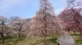 府中市郷土の森博物館の蝋梅の写真_175509