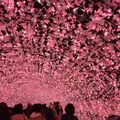 なばなの里の写真_175552