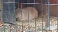 井の頭自然文化園 本園の写真_176429