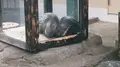 井の頭自然文化園 本園の写真_176431