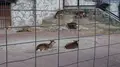 井の頭自然文化園 本園の写真_176432
